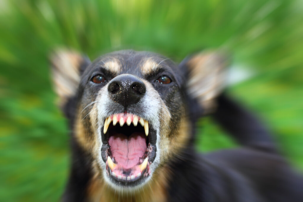 4 Things You Need To Know About Dog Bites